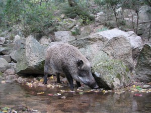 写真５　水中のカニやカエルなどを探す